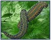 Hirudoterapia-leczenie pijawkami, larwoterapia - oczyszczanie ran larwami much