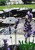 Usługi ogrodnicze, projektowanie, zakładanie, pielęgnacja ogrodów, firma ogrodnicza Łódź