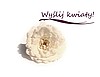 Zamow kwiaty nie wychodzac z domu! WYSLIJ KWIATY. Kwiaty przez internet. Kwiaciarnia internetowa