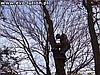 Arborystyka
