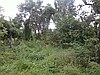 Karczowanie terenu