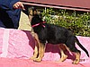 Owczarek niemiecki