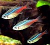 Neon innesa
