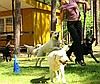 Szkolenie psów rodzinnych Wesoła Łapka Ruda Śląska