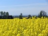 Sprzedam nasiona rzepaku do siewu-najlepsze sprawdzone odmiany-ATRAKCYJNE CENY!