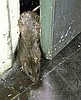 ODSZCZURZANIE, DERATYZACJA BUDYNKÓW KRUSZWICA