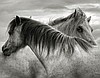 Zewnętrzne freski fotograficzne - FGNT 47015