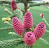 Picea abies Acrocona - Świerk pospolity Acrocona 20-40cm C3 F